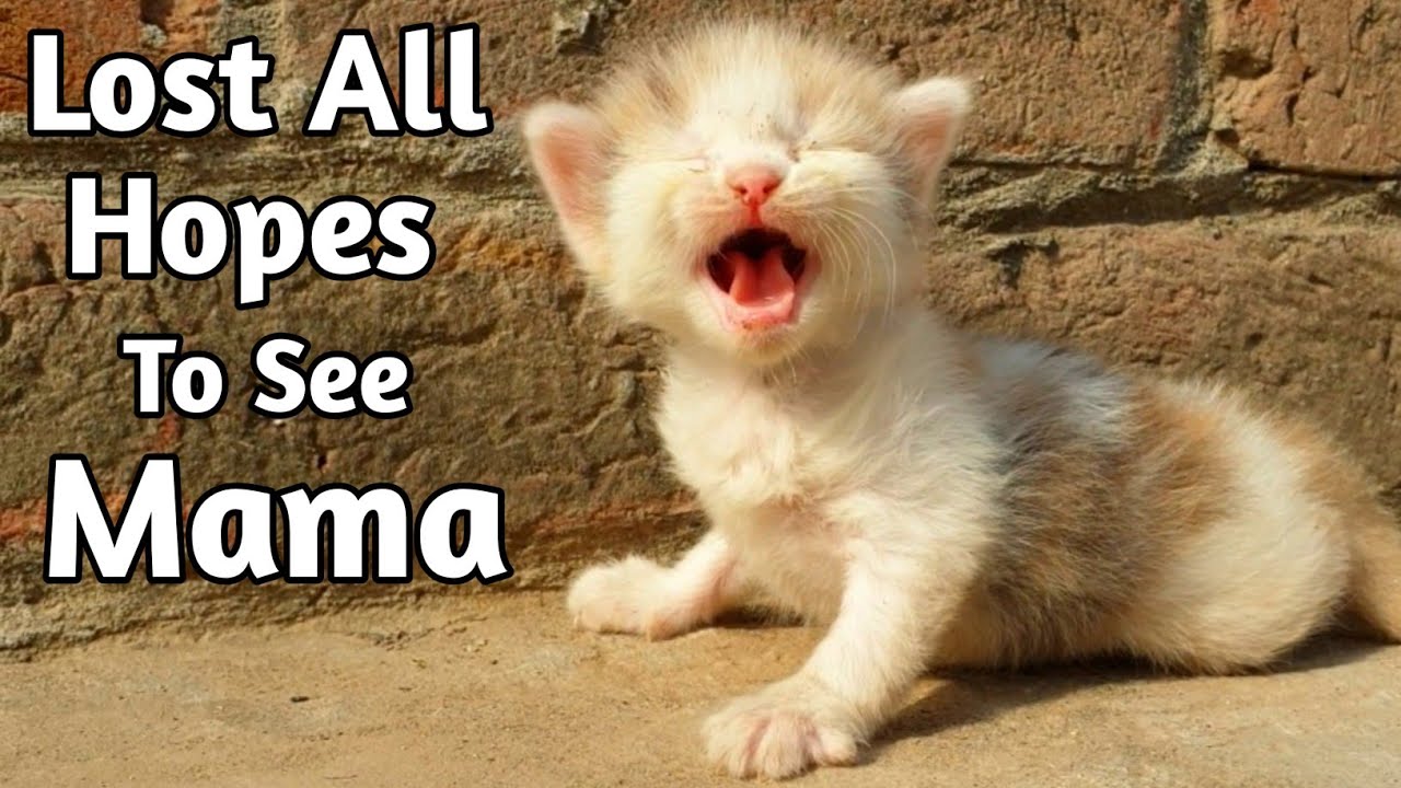 Poor Kitten Finds Hope and Love Again After Missing Their Mama 🐱💖🐾