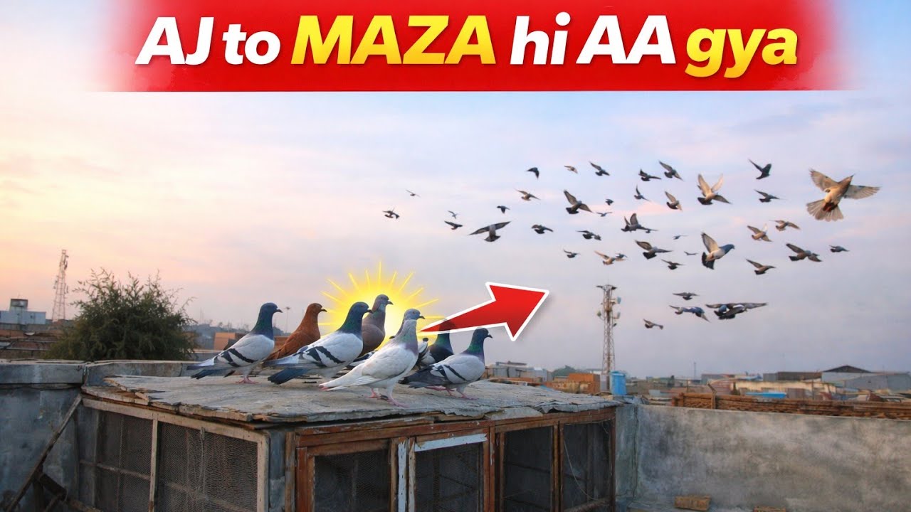 AJ to Maza AA Gya kabootar Baazi Ka 🥰