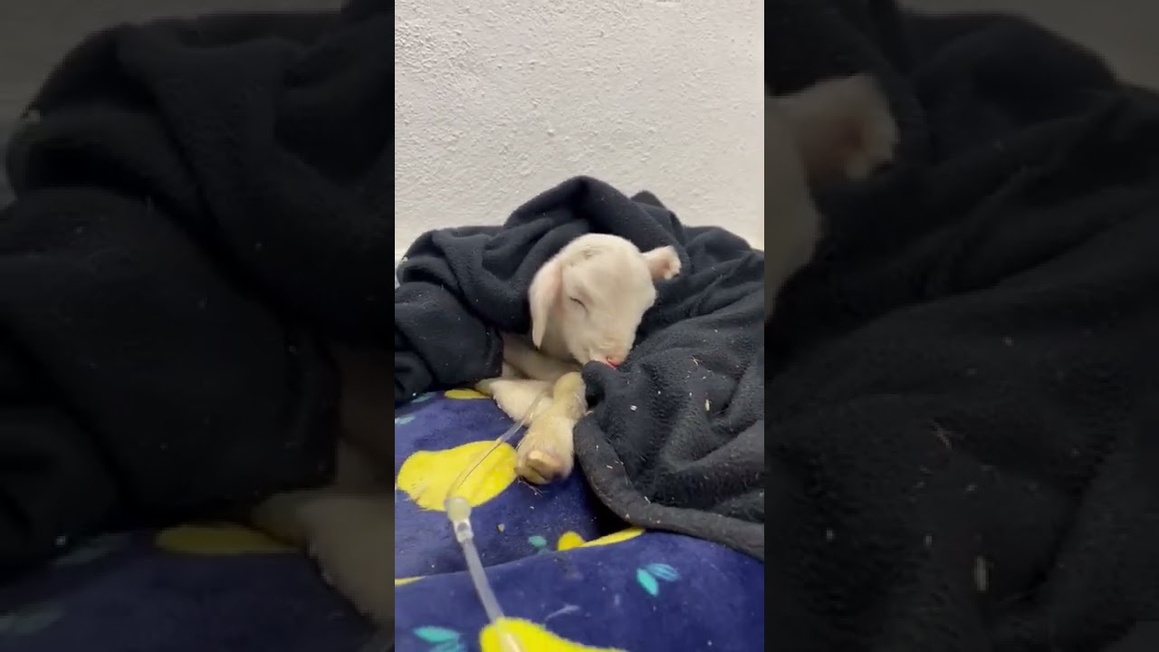Intentando sacar adelante a cordero recién nacido