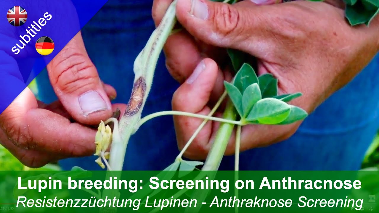 Weisse Lupine Resistenzz&uuml;chtung - Anthraknose Screening