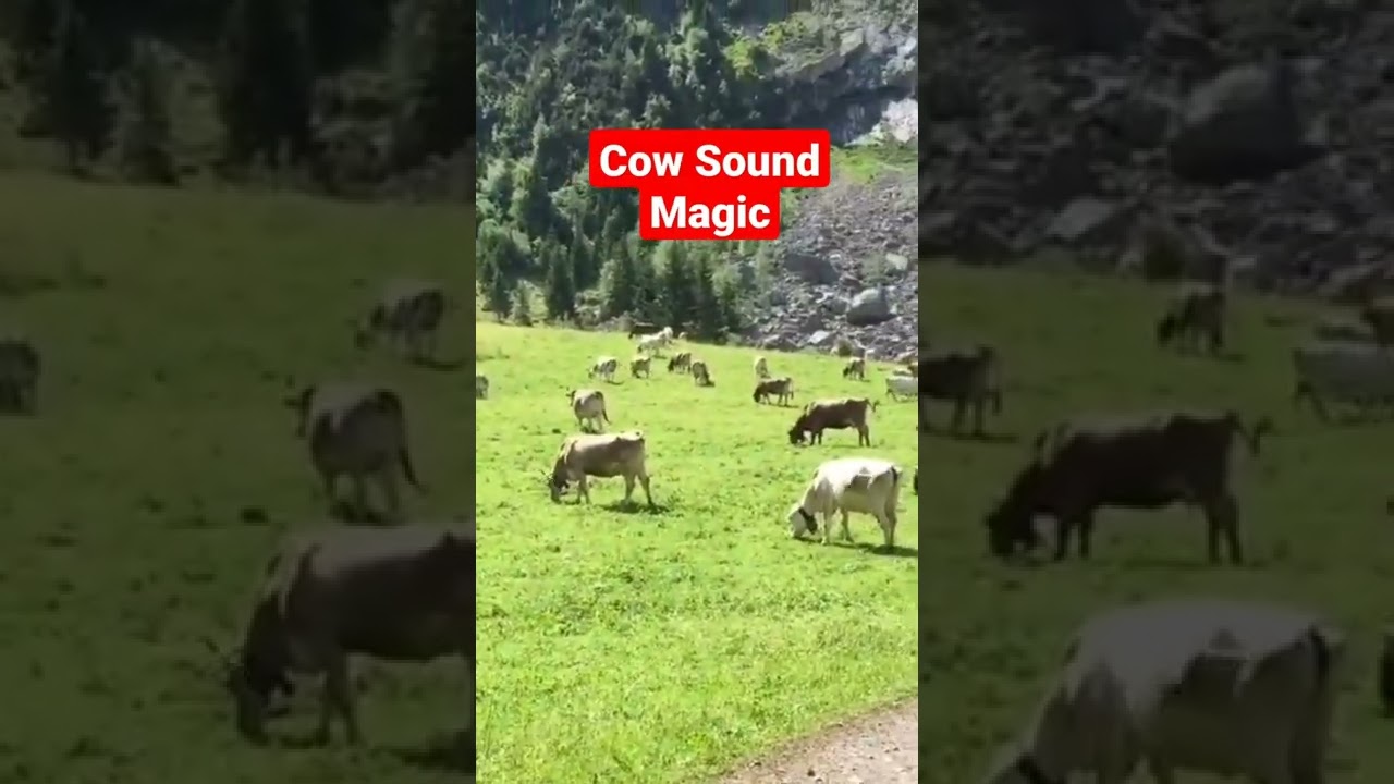 Cow Magical Sound Bell #animals #Cowsound #switzerland #nature #cow