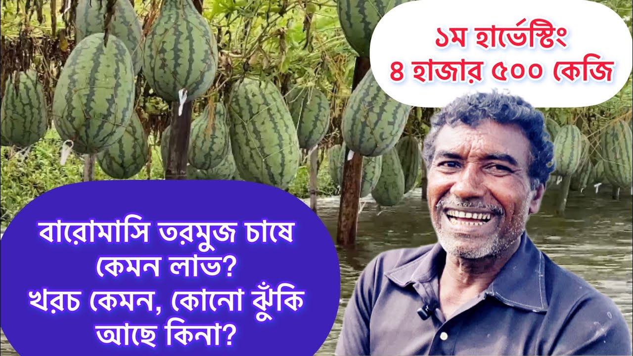 বারোমাসি তরমুজের ১ম হার্ভেস্টিং। লক্ষমাত্রা ১২ হাজার কেজি।