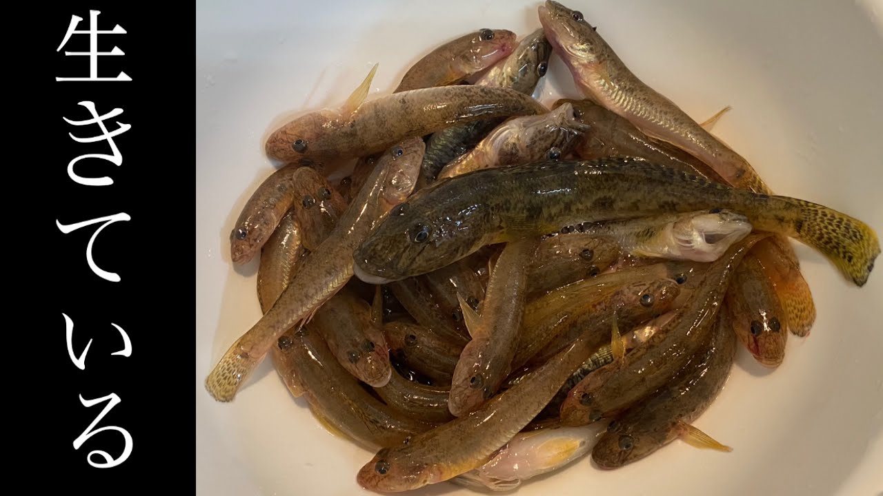 釣ってきたハゼをさばく（捌き方）刺身や唐揚げなどにして食べる！肝の味は？