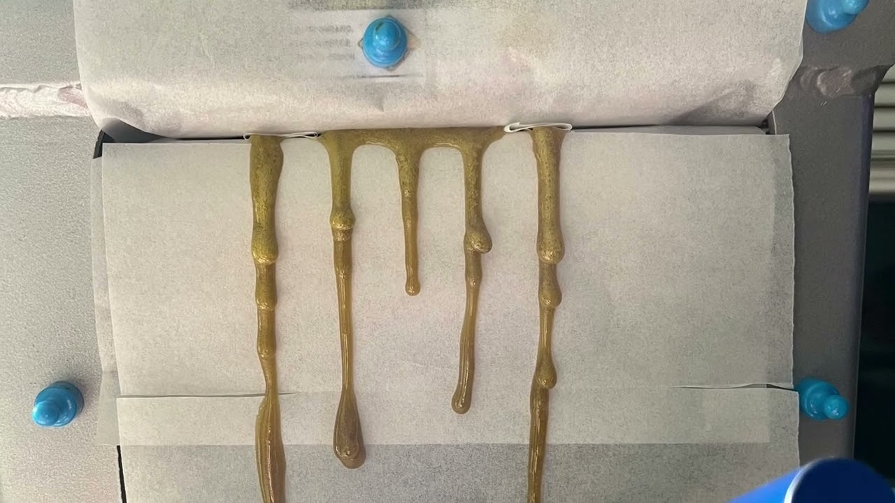 Making whole plant fresh frozen live rosin ￼for the first time ￼