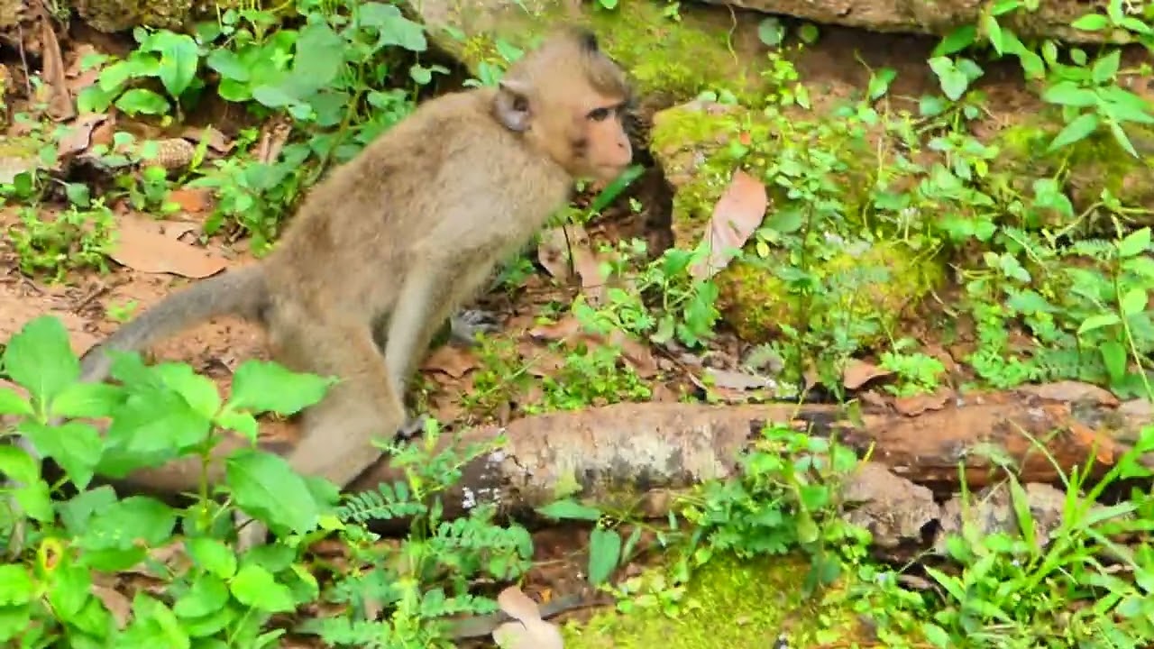 I'm so pity baby monkey that was hit by car #Cute monkey #Monkey #Smart Monkey