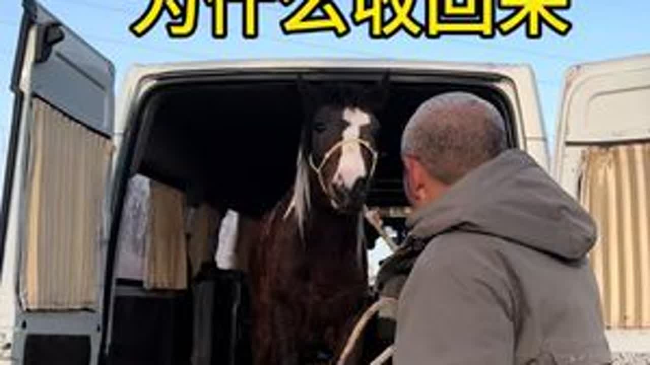因为肚带太长滚鞍子形成遇见性恐惧，调教以后给它找个好人家#骑马#驯马#老李共享马场#马场日常#景区用马@老李共享马场