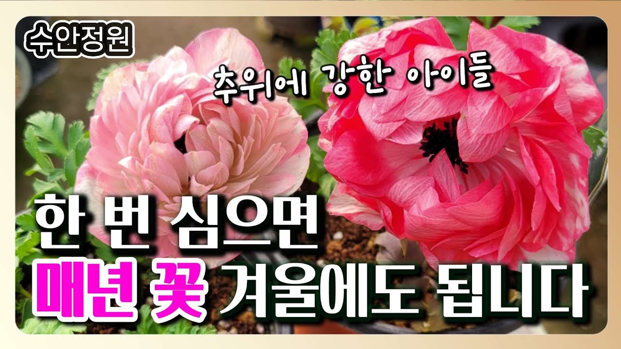 한번 심으면 매년 꽃｜겨울에도 잘 크는 야생화 추천