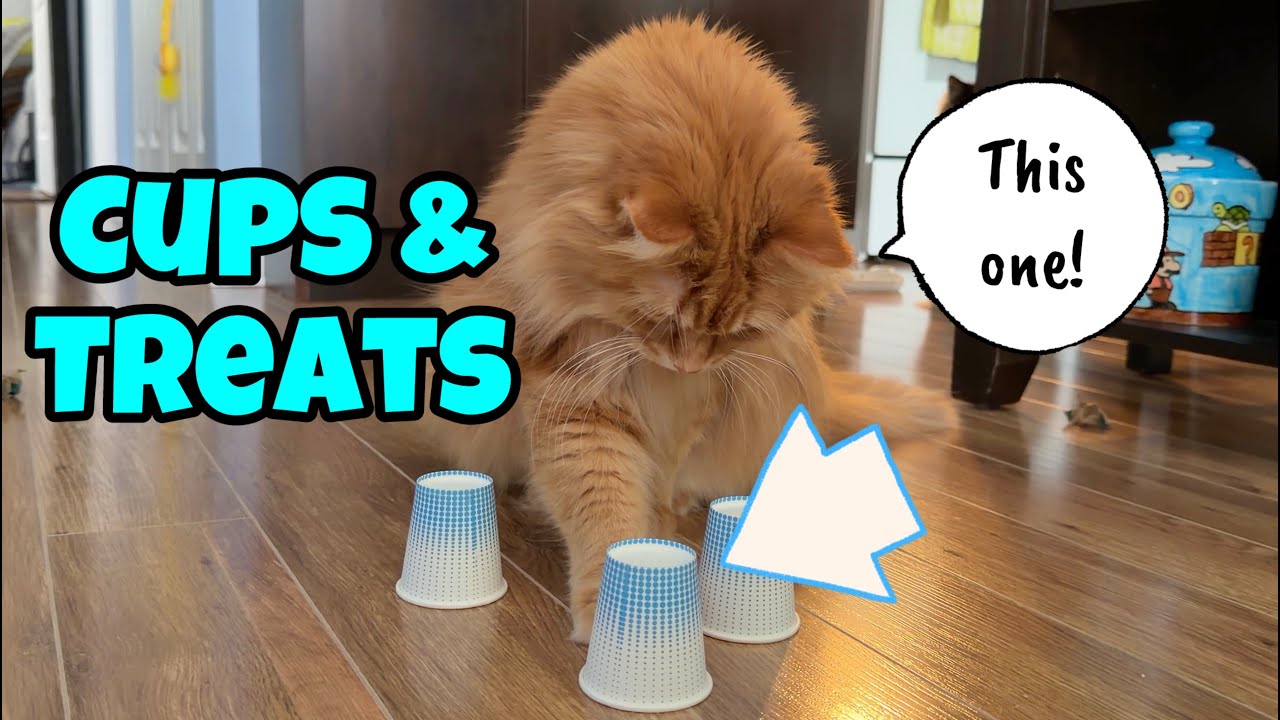 Чашки и лакомства: игра для кошек 🐈