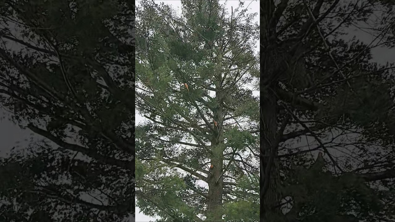 Ice Storm Cleanup 