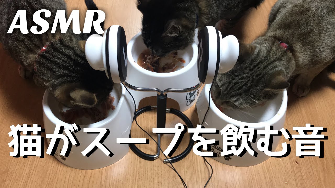 ASMR 猫がスープをゴクゴク飲む音