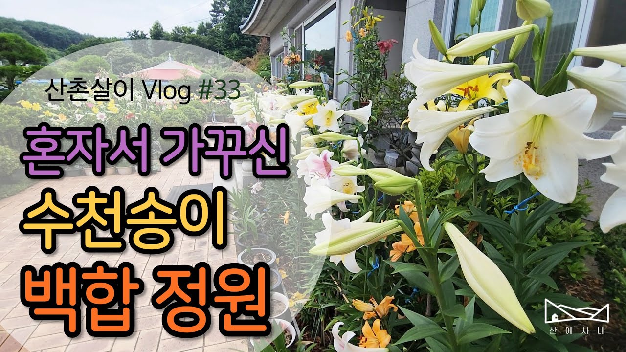 백합꽃 러버- 1300여개의 백합향기로 가득한 장인어른의  백합정원을 소개합니다.
