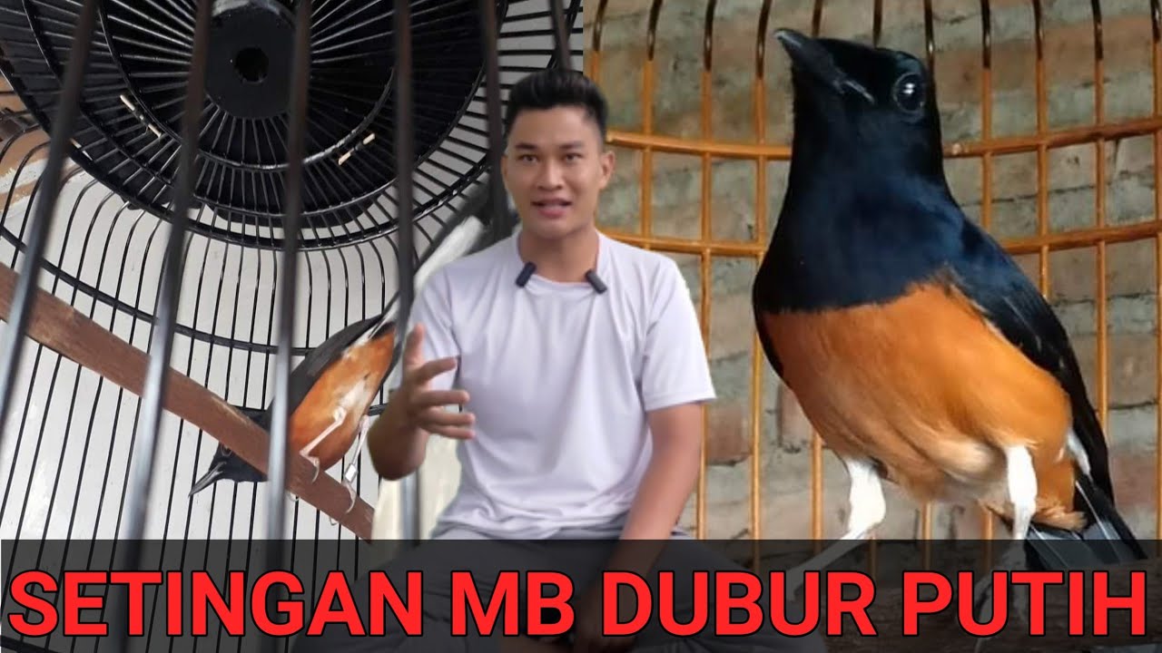 MURAI BATU DUBUR PUTIH!! RAWATAN DAN SETINGAN LOMBA