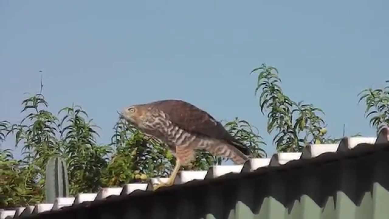 Brown Goshawk, Australian bird of prey.