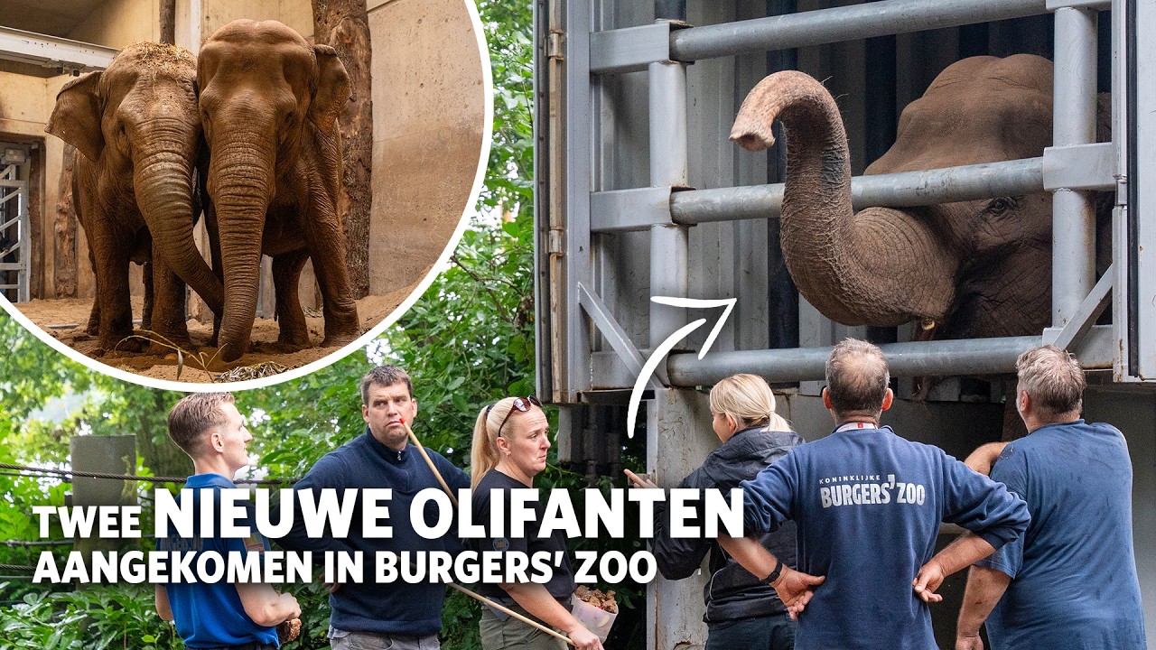 Burgers' Zoo ontvangt olifanten uit Belfast 🐘🐘