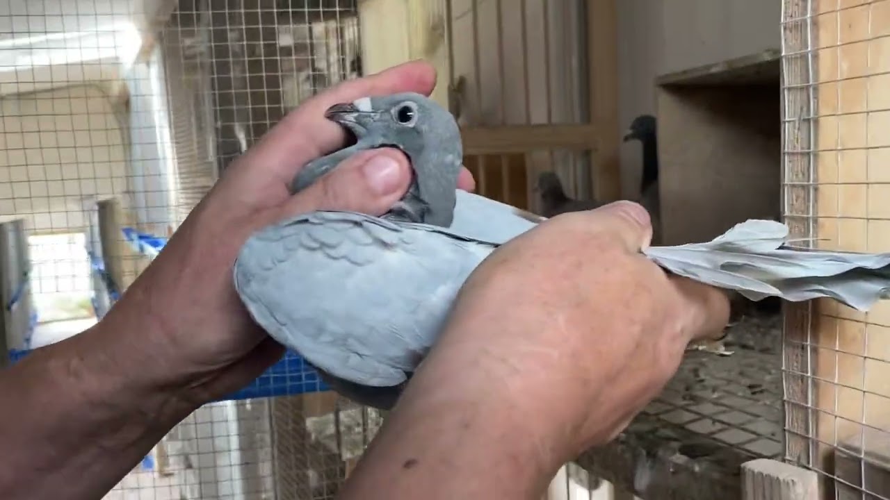 GOŁĘBIE VAN DEN BULCK MEULEMANS mlode 2023
