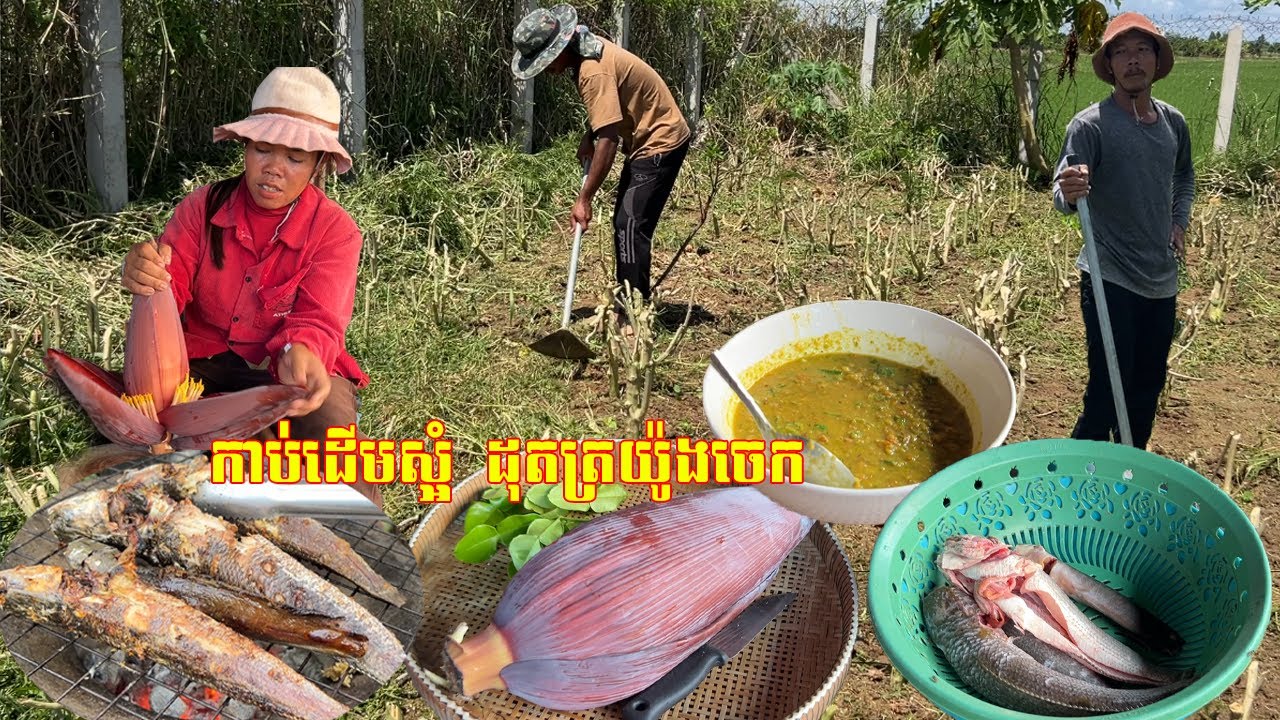 កាប់ដើមស្អំក្នុងចំការដុតត្រយ៉ូងចេក ឆ្ងាញ់ណាស់