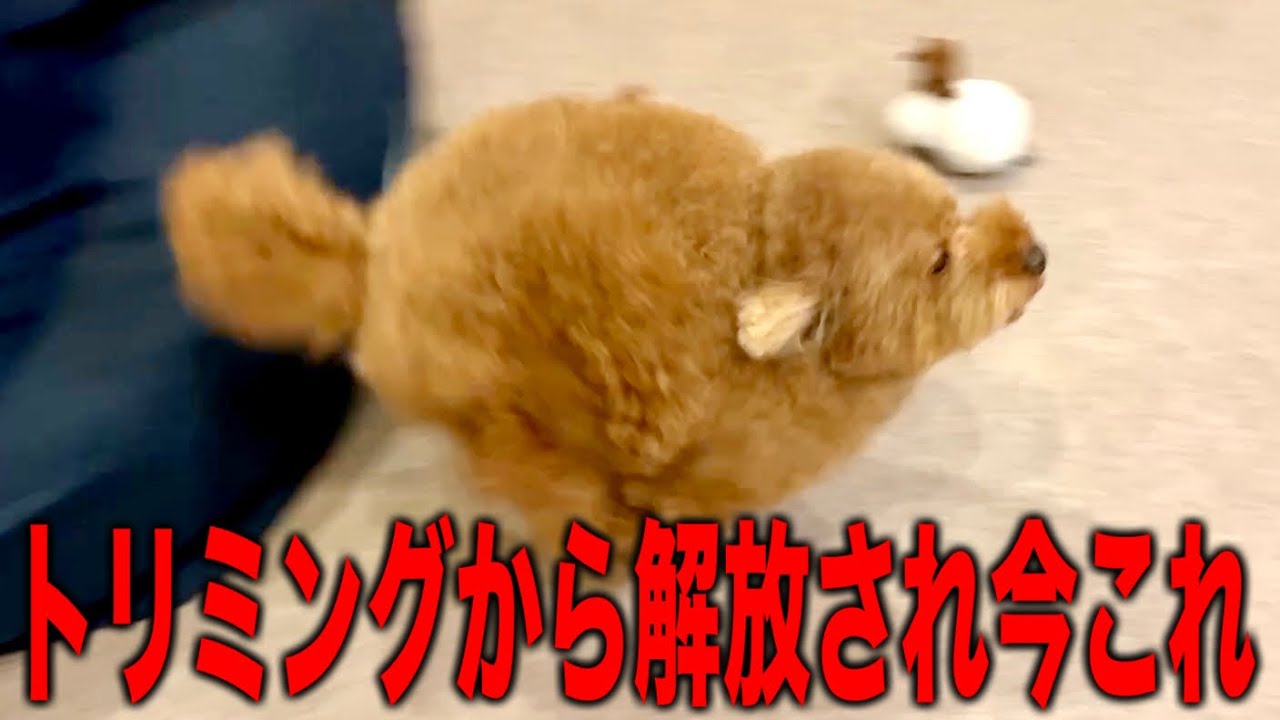 トリミングから解放され散歩に行くと分かった瞬間荒れ狂うトイプードル