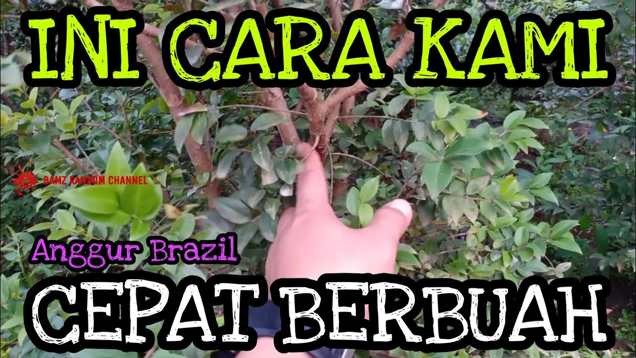 ANGGUR BRAZIL - POTONG RANTING KECIL AGAR MERANGSANG CEPAT BERBUAH