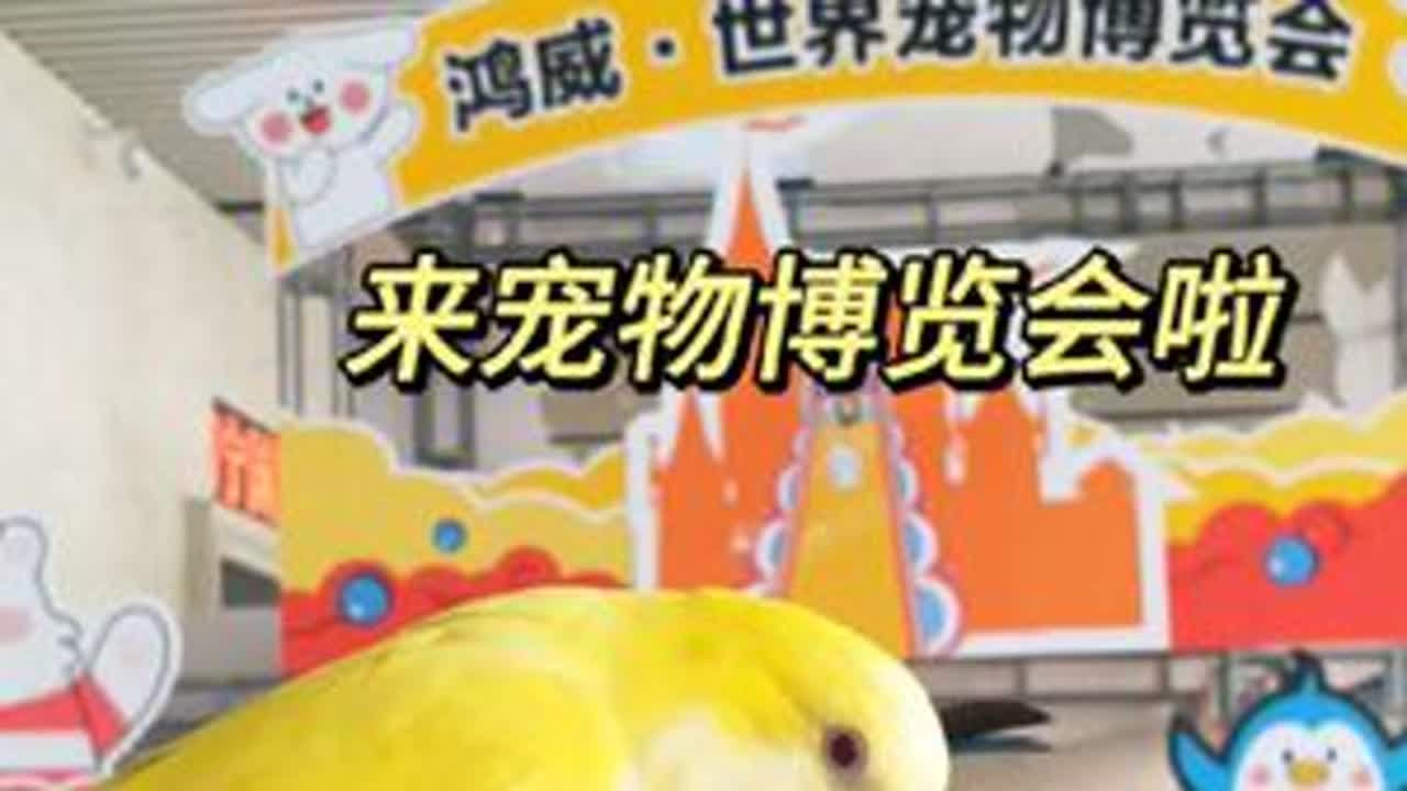 第一次参加宠物博览会，挺好玩的，这两鸟估计第一次被这么多人摸😂超级多狗狗，喵喵，可惜了，居然没有鹦鹉展，本来我就是冲着鹦鹉展去的#南宁 #宠物博览会南宁  #会展中心 #宠物博览会 #萌宠