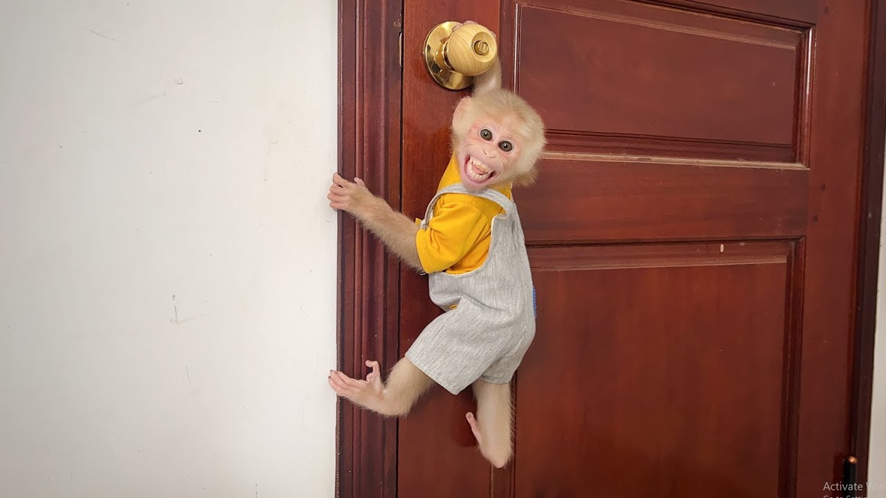 OMG😨! Monkey Luk scared when door accidentally closed