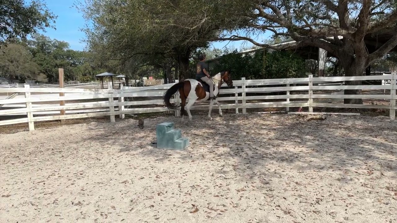 Zara - The Art of Regulation in Classical Horsemanship”