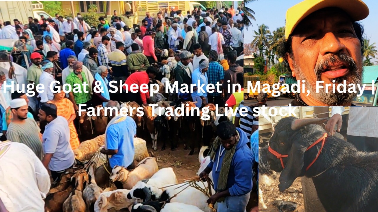E P 1, Huge Goat & Sheep Market in Magadi, Friday | Farmers Trading Live stock 2026