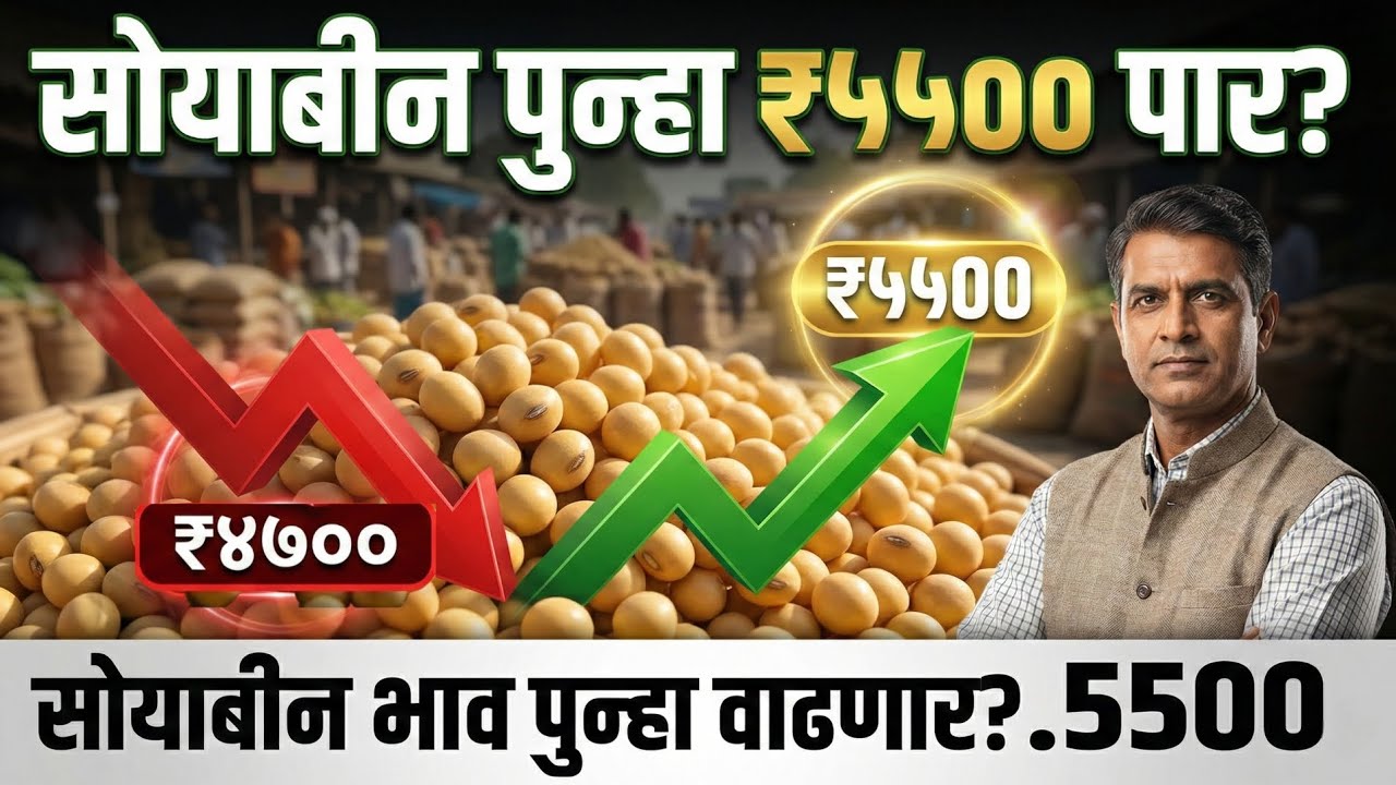 सोयाबीन भाव पुन्हा ₹५५०० पार करणार? MSP वर मोठा अपडेट | soybean bajar bhav सोयाबीन रिकव्हरी येणार?
