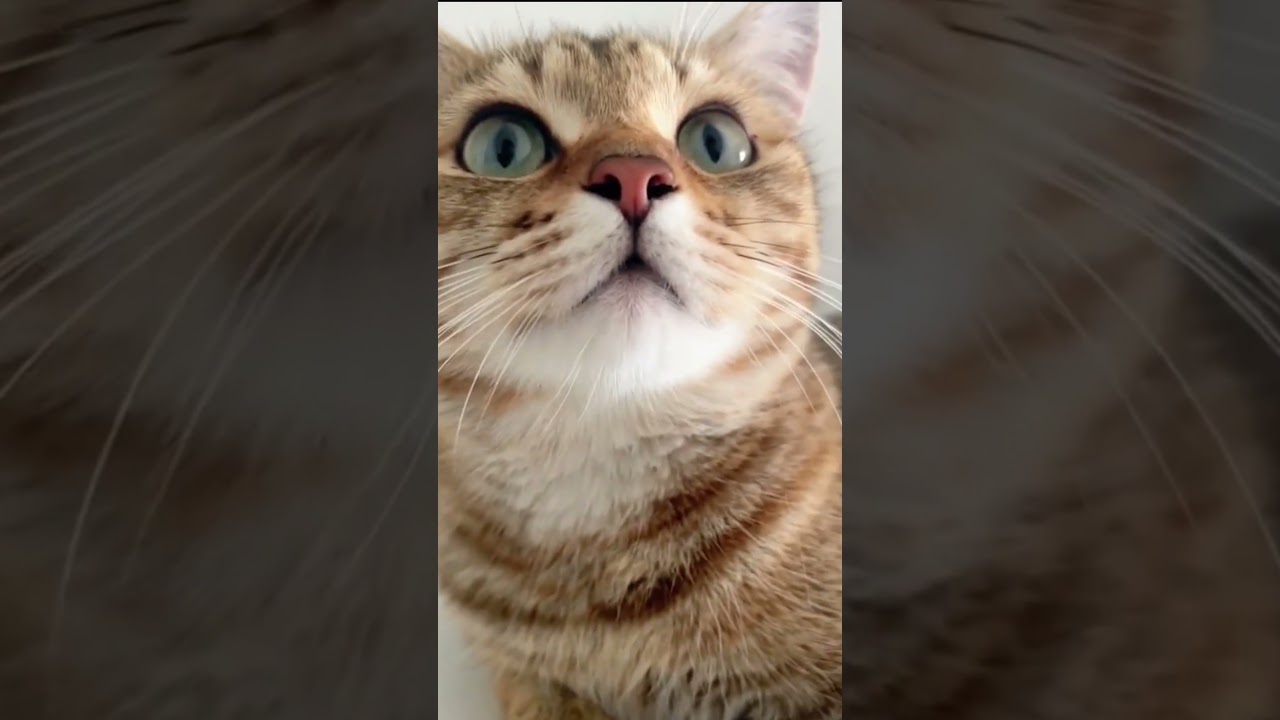 Chat mignon qui miaule 😻🐱