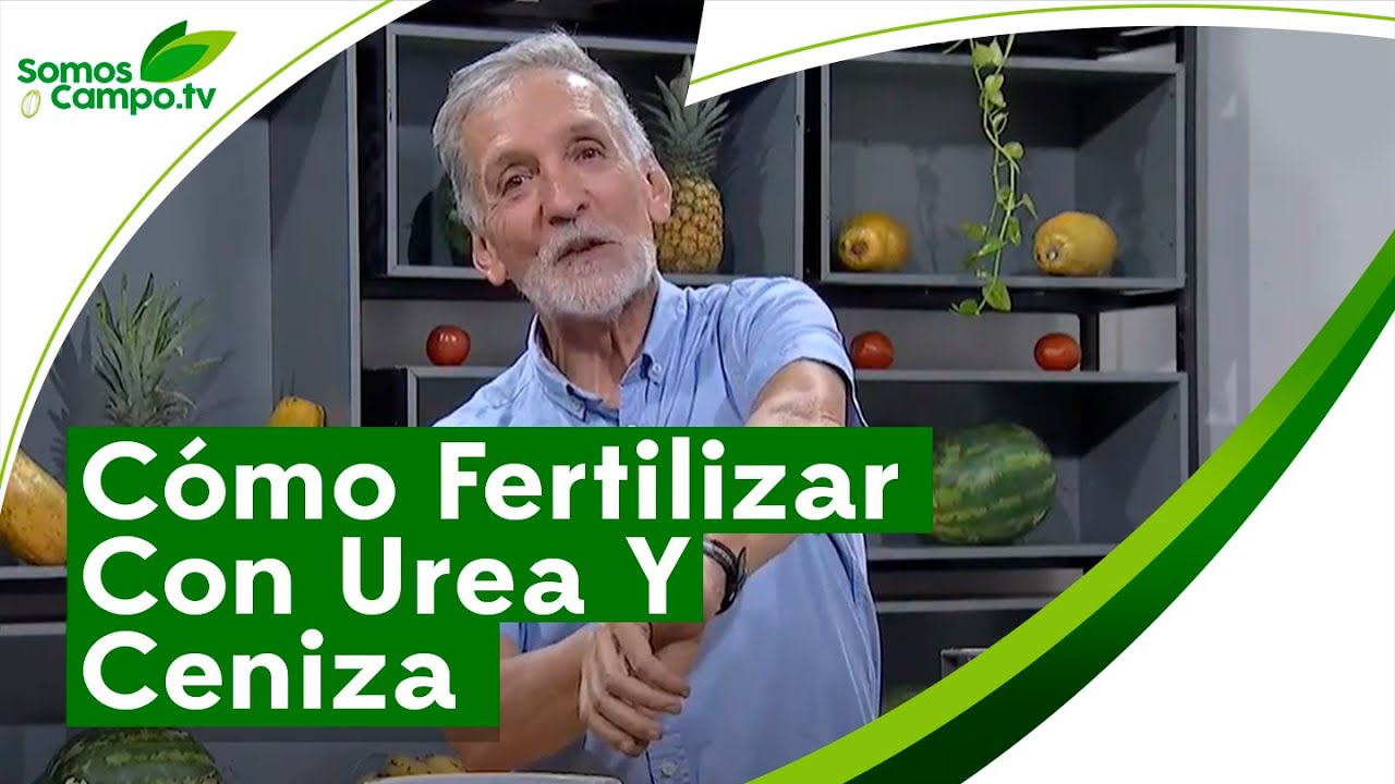 Cómo Fertilizar Con Urea y Ceniza - Somos Campo.Tv