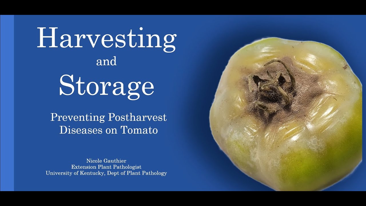 Harvesting and Storage: Preventing Postharvest Diseases on Tomato