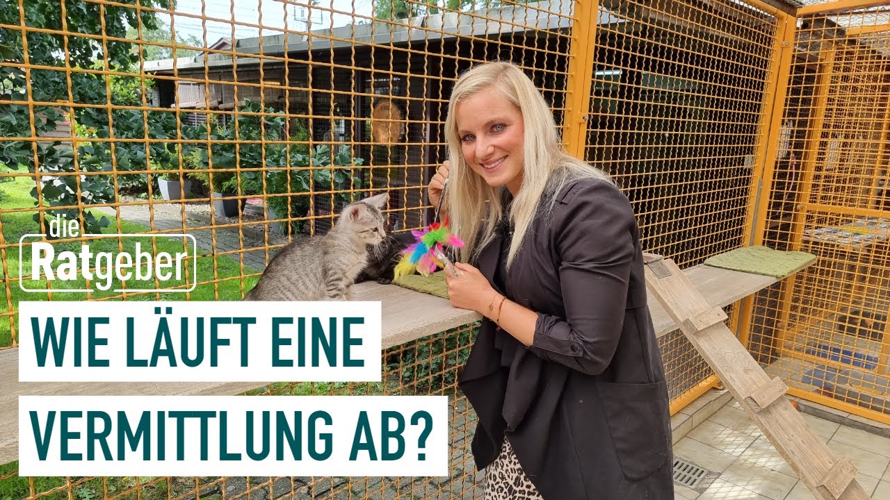 Katze aus dem Tierheim adoptieren: Tipps & Voraussetzungen | Die Ratgeber