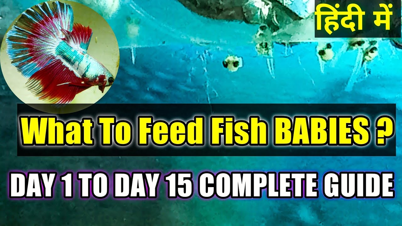 Best Food For Baby Fish Growth|How to make Baby Betta Fry Food |Top 5 Foods For Fish Fry