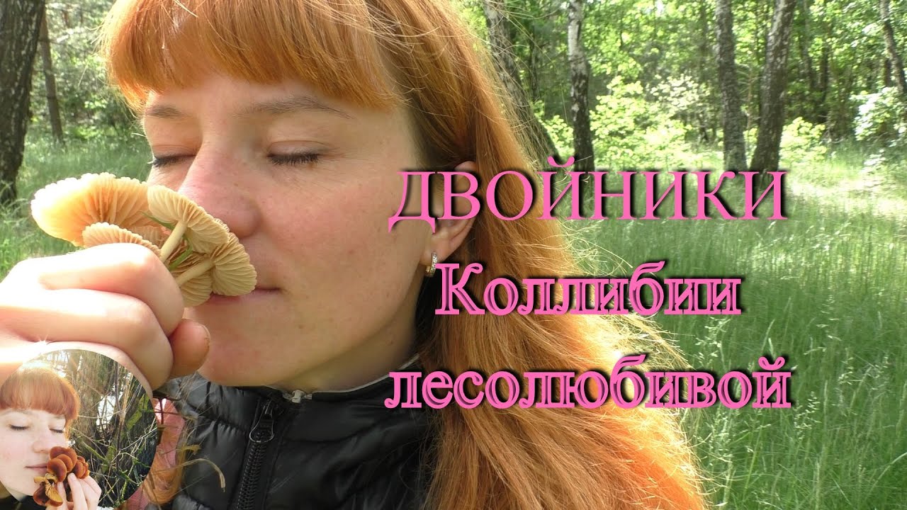 ДВОЙНИКИ Коллибии лесолюбивой: Опенок луговой и Чесночник обыкновенный