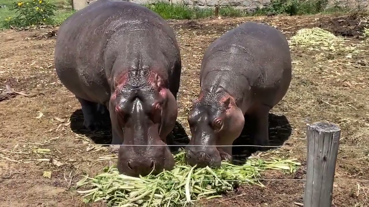 Hippos at Lake Naivasha, Kenya