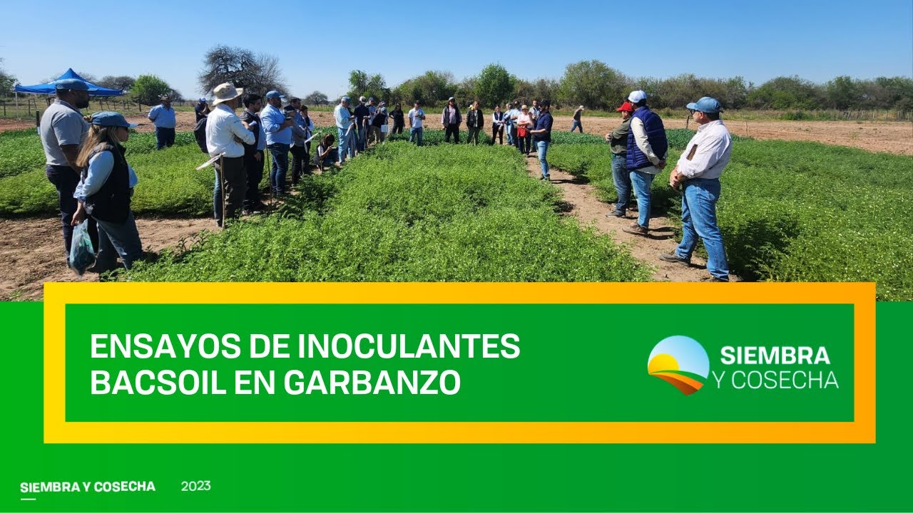 SIEMBRA Y COSECHA TV: Ensayo de inoculantes Bacsoil en garbanzo