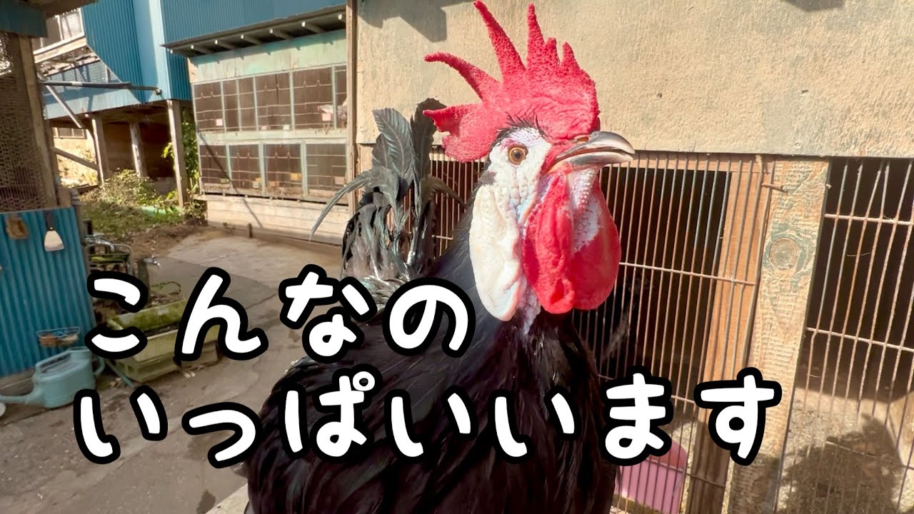 ものすごい鳥屋さん牛久ペットセンターに行って来ました！ニワトリ、キジ、インコ、フィンチ、ハト、七面鳥などたくさん販売してます！