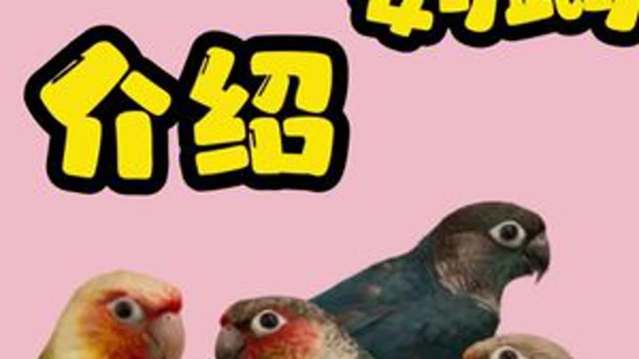 小太阳鹦鹉介绍#鹦鹉 #小太阳鹦鹉