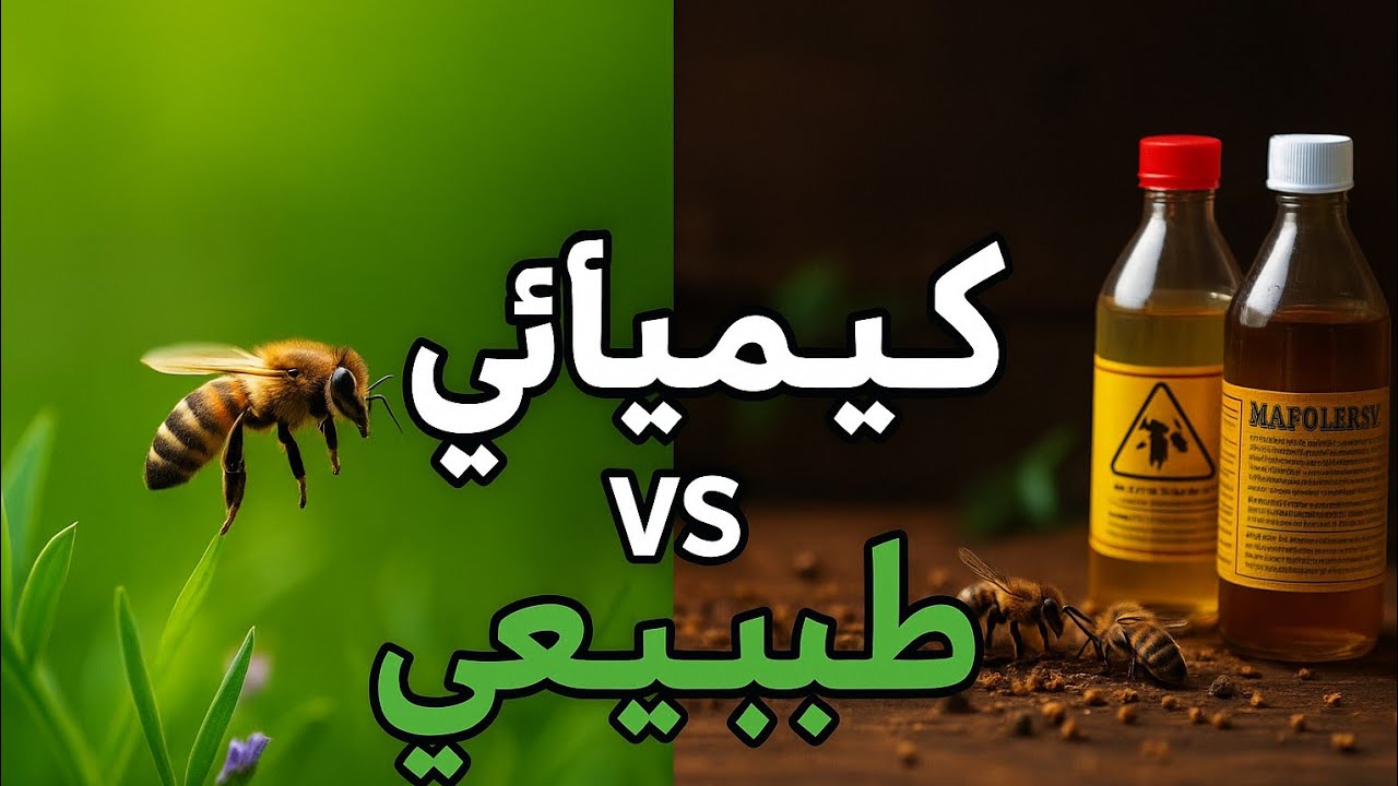 💥 أخطاء خطيرة يرتكبها النحالون في علاج الفاروا! تعرف عليها الآن 🐝