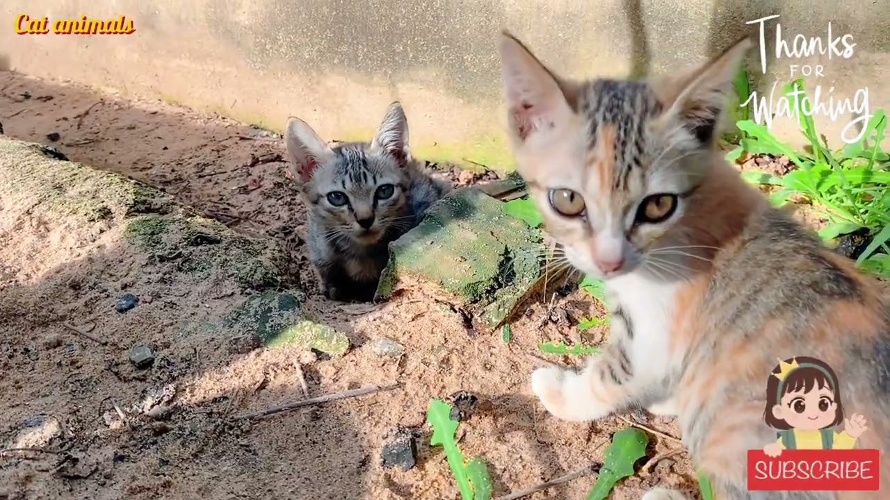 🐱🥰😍 Kittens playing together in the warm winter sun ❄⛄ Relaxing and cheerful cat video with music