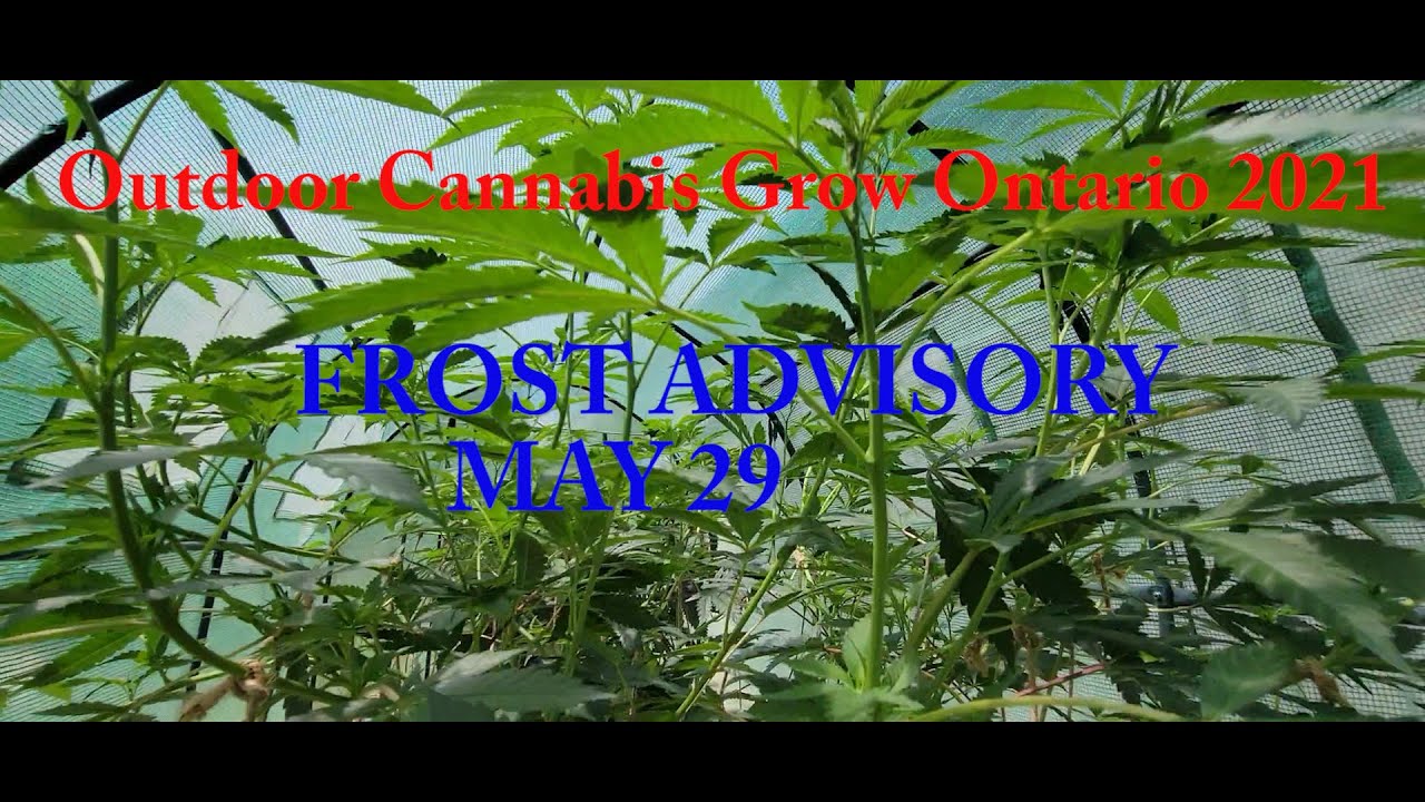 Frost Advisory, May 29 2021. Outdoor Cannabis Grow Ontario