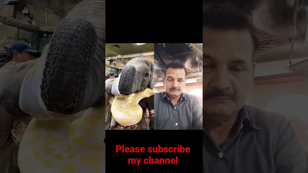 #zoo #funny #animals #duet #ekmotahathighumechala #comedy #lifeisbutadream