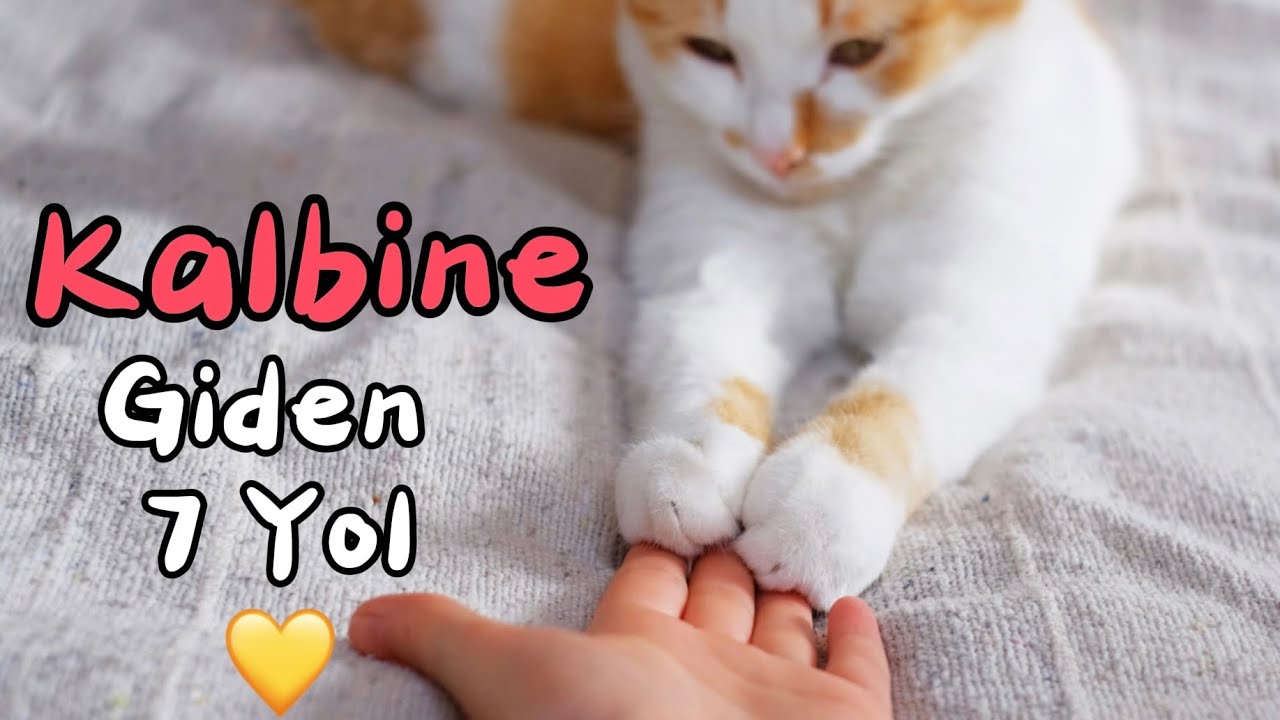 Kedinin Senden Beklediği 7 Sevgi Hareketi 🐈
