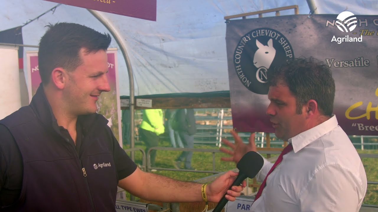We learn about the North Country Cheviot breed #Ploughing2024