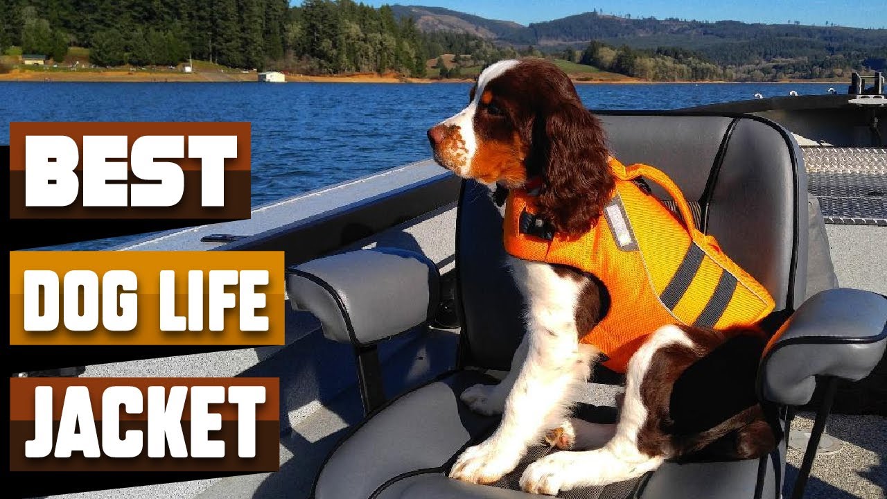 Best Dog Life Jacket In 2026 - Top 10 Dog Life Jackets Review