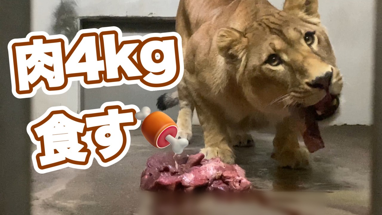 【ライオン＆トラ釧路市動物園】4kg完食娘フウ。アキラ＆ゆうひ、あさま全員集合！オリトファミリー娘/vol751.Lion girl eats 4kg of meat.Lion&Tiger life