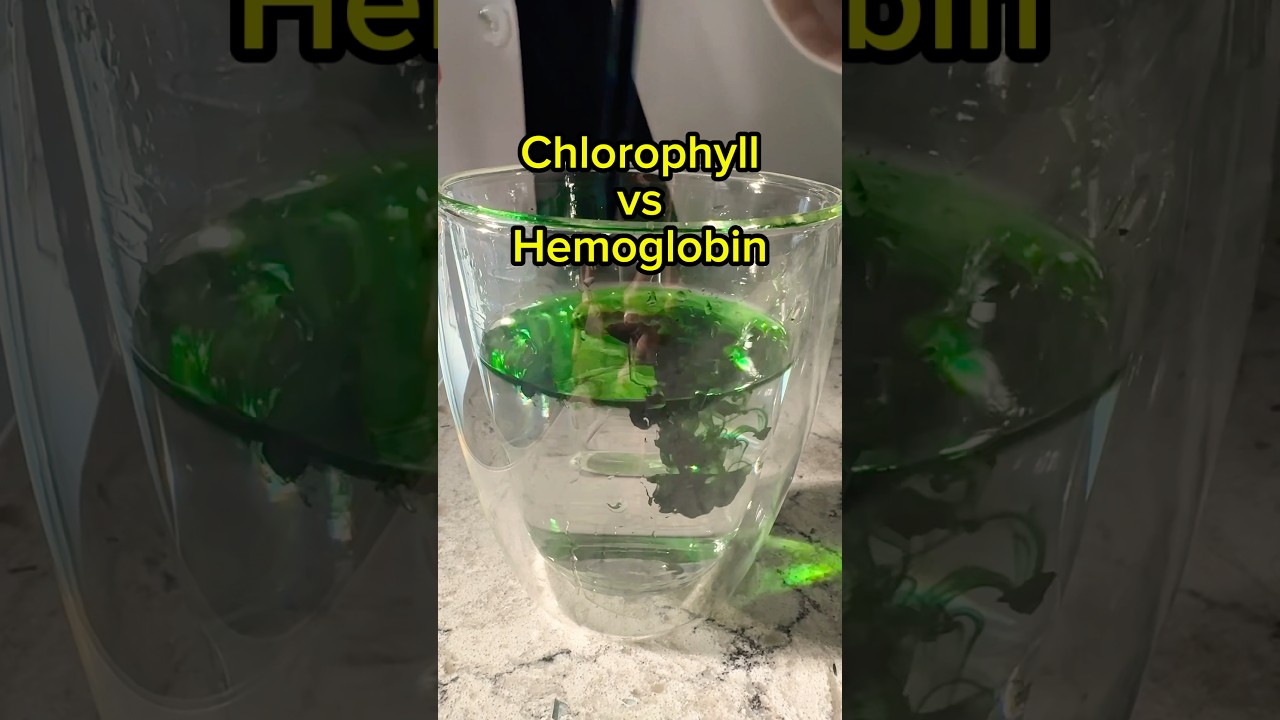Chlorophyll vs. Hemoglobin: The Surprising Connection