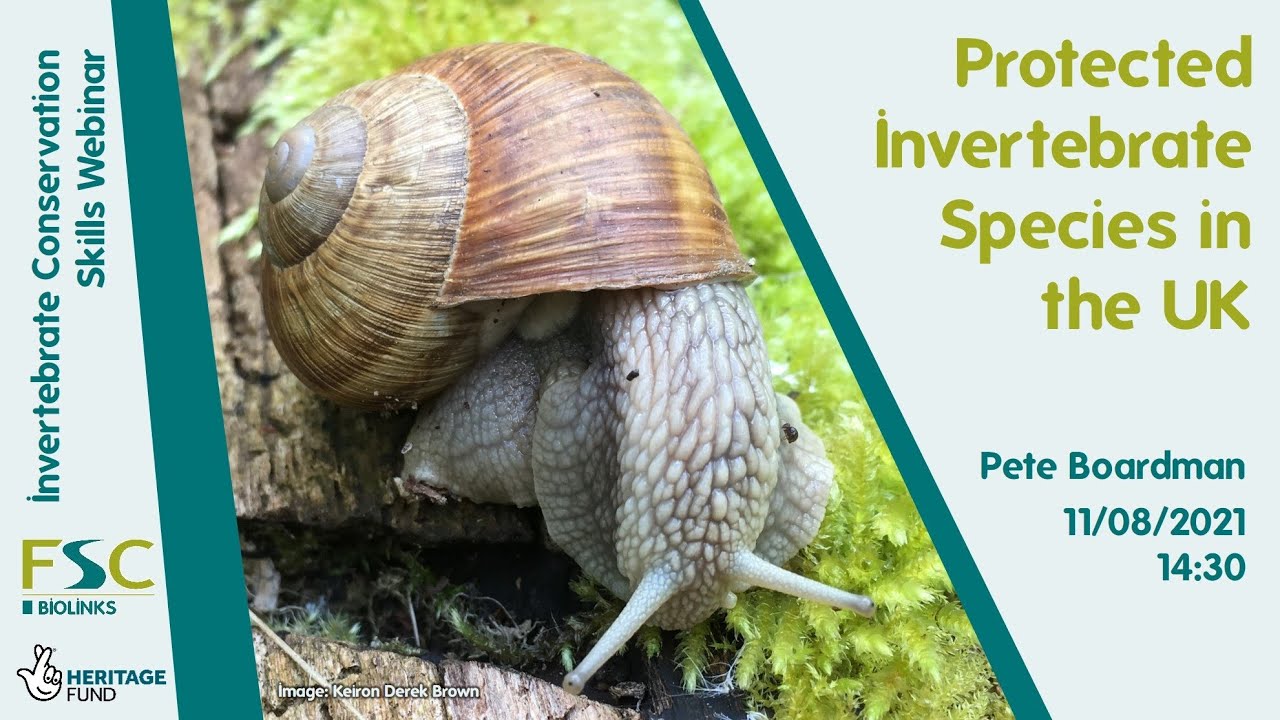 Protected Invertebrate Species in the UK