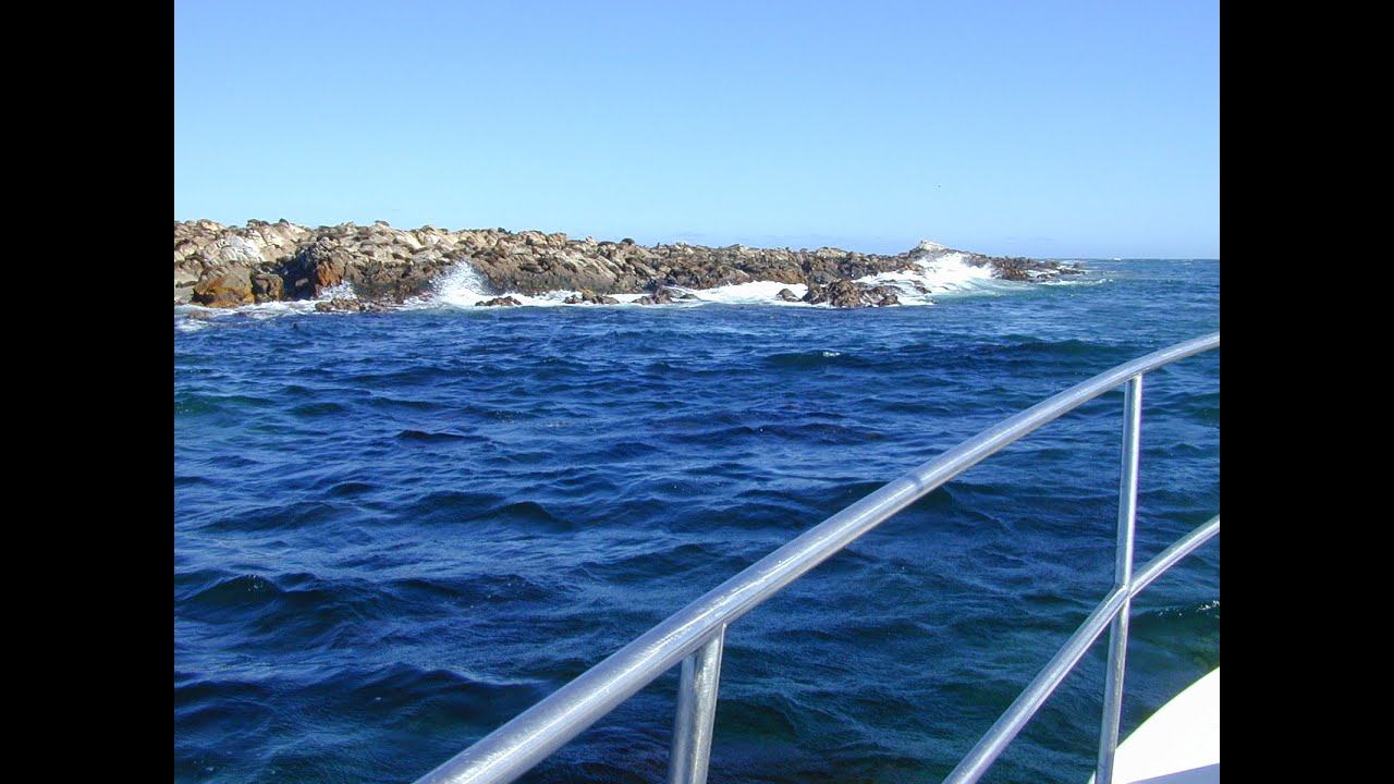 Shark Alley South Africa