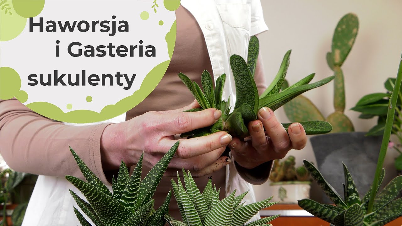 Haworsja, gasteria - sukulenty. Jak o nie dbać?