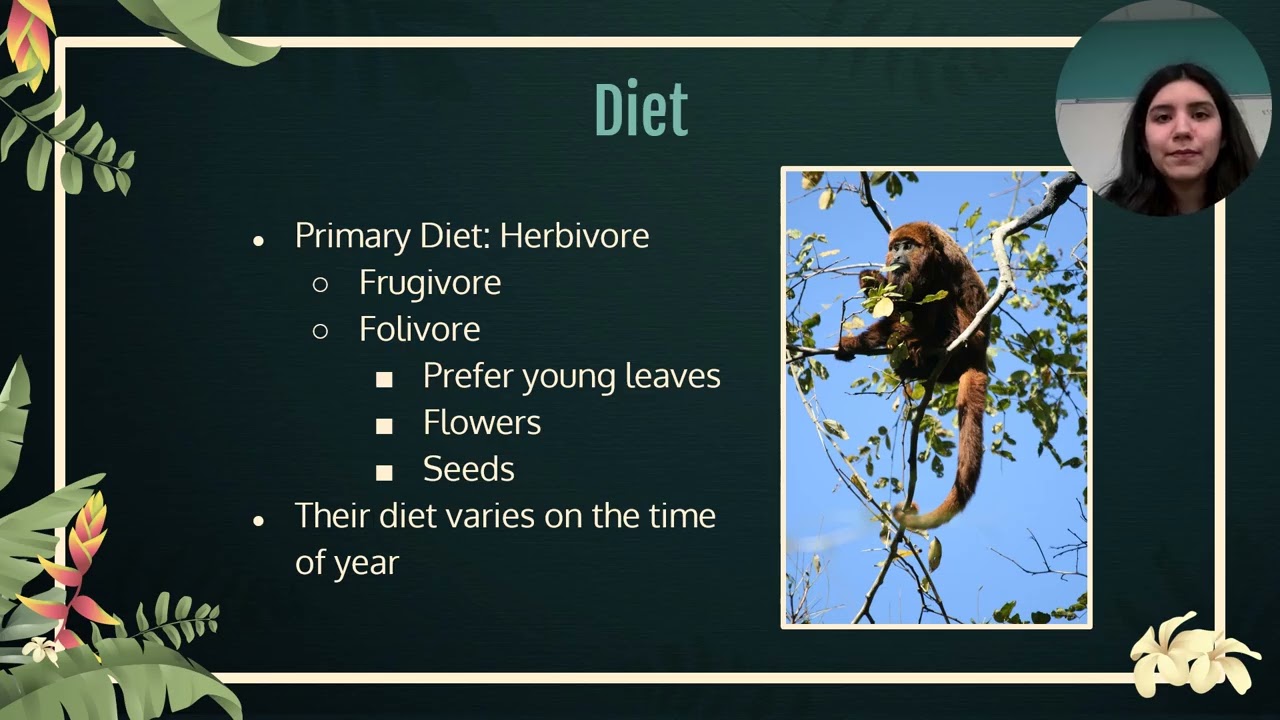 Brown Howler Monkey